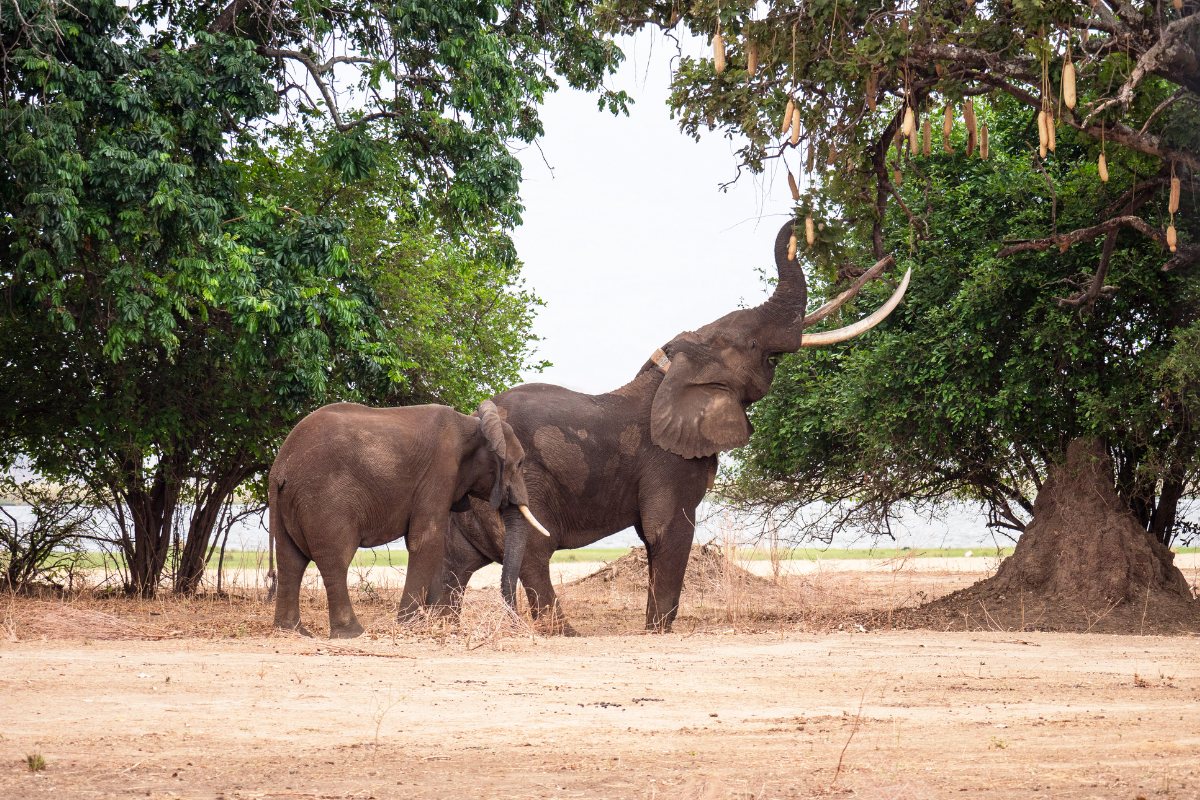 Mana Pools — Elephants under the winterthorns.