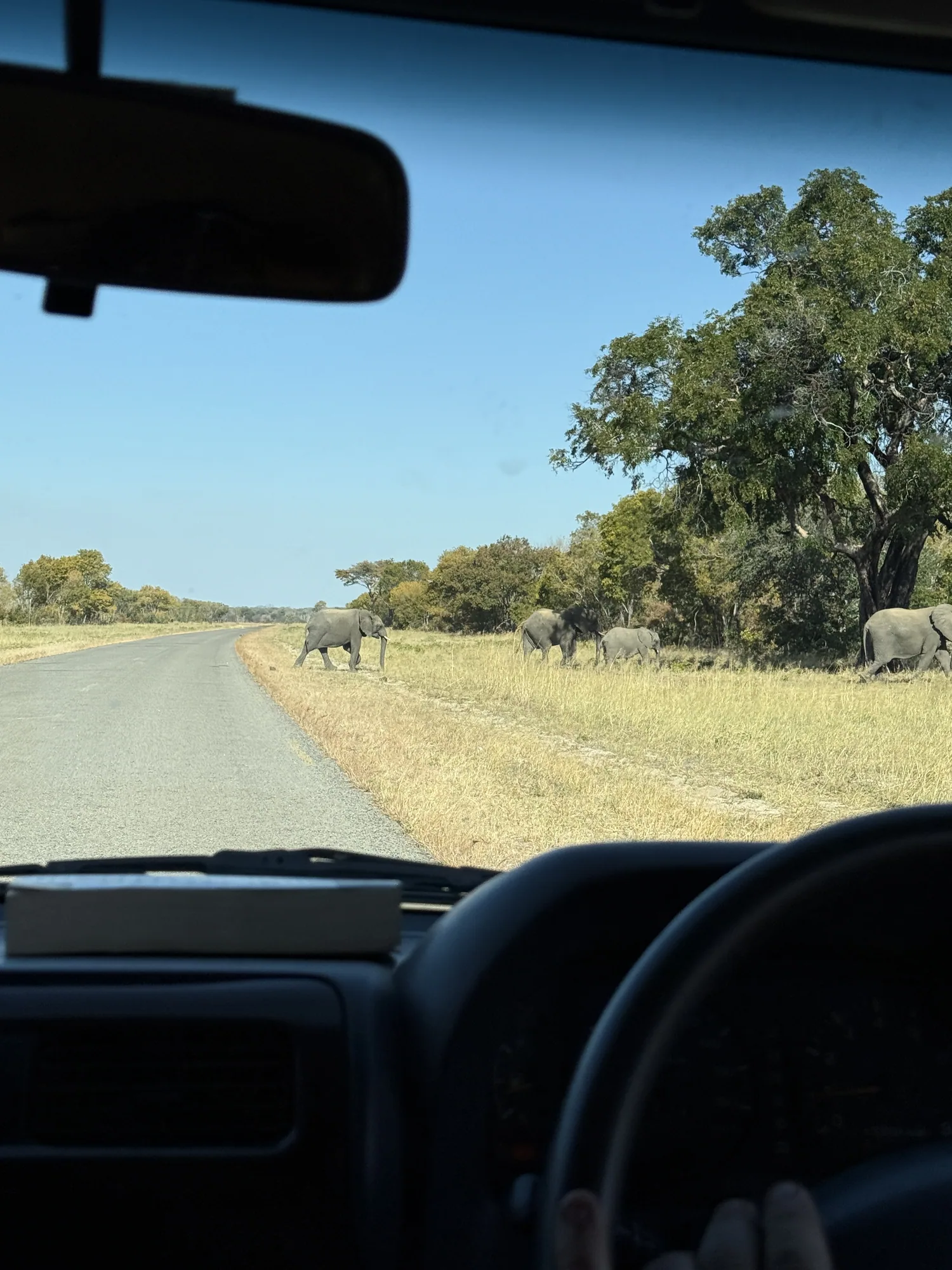 Rhinos and Raptors