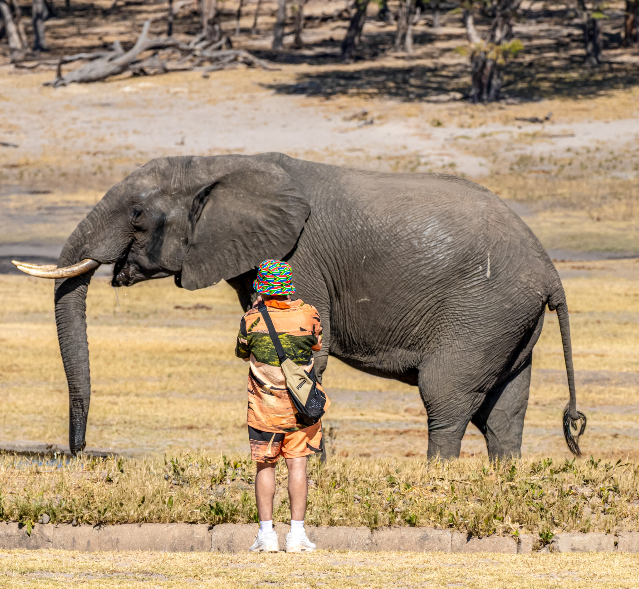 Hwange — Eye to eye at the lodge waterhole.