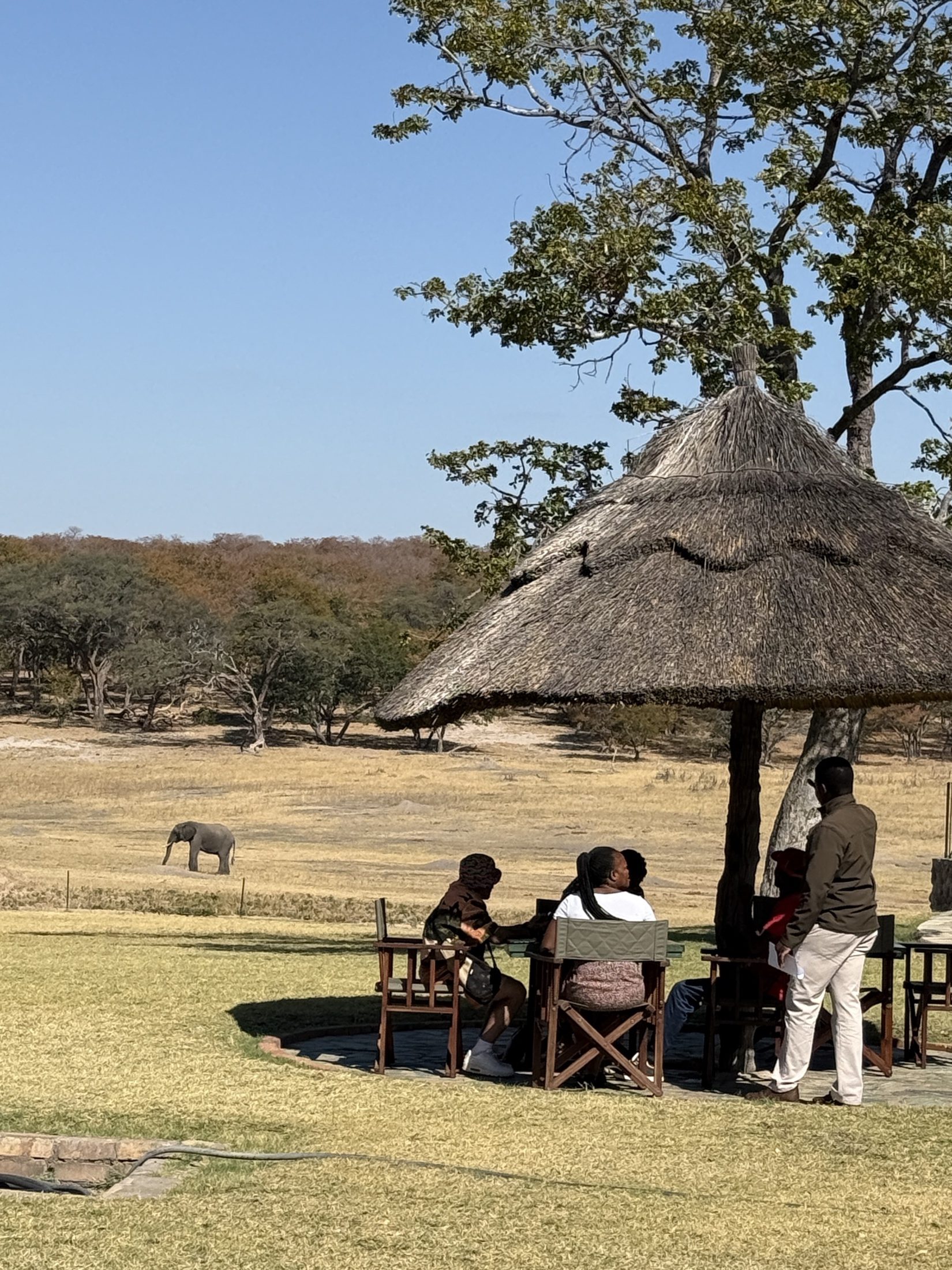 Hwange — Lunch on the lawn, elephant out on the pan.