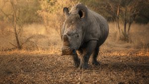Matobo in a Day
