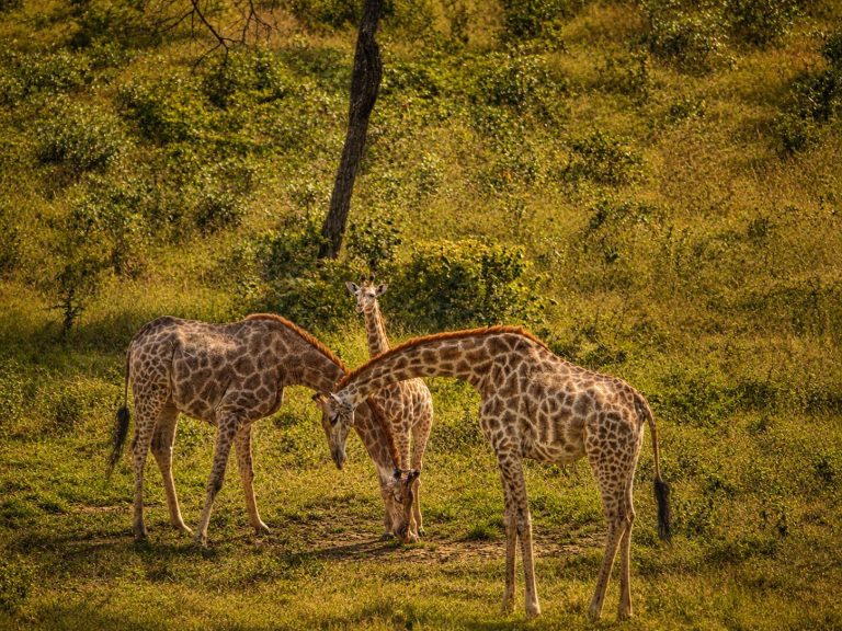 Giraffe at Khami Lodge