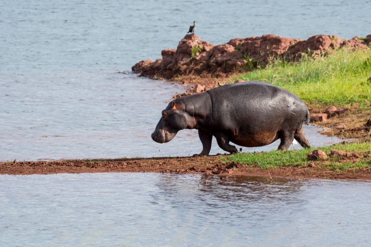 Lake Kariba — Hippo along the red rock shore.