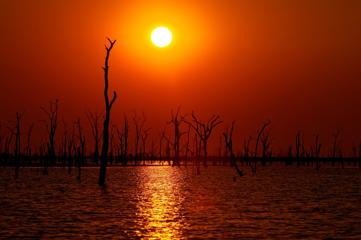 Lake Kariba — Sunset through the drowned forest.