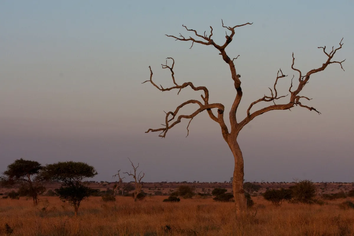 Kruger National Park — A leadwood on the plain at dusk.