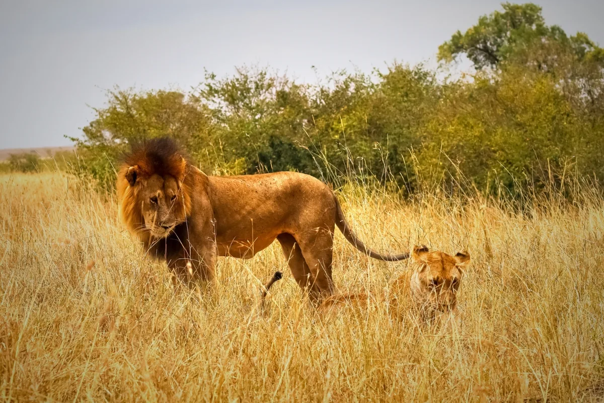 Hwange National Park — A lion pair in the long grass at first light.