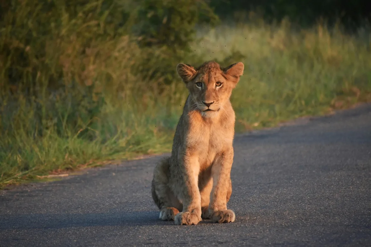 Kruger National Park — A cub alone on the road, waiting for the pride.