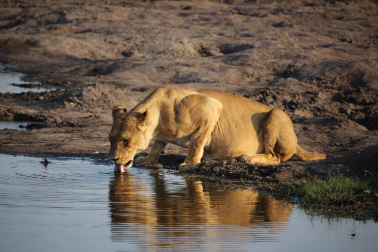 Lioness drinking at the water's edge