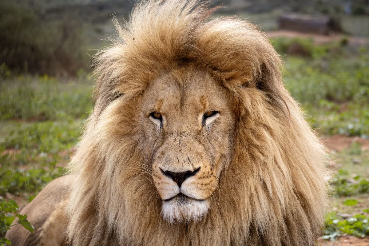 Kruger National Park — A full-maned male, close enough to hear him breathe.