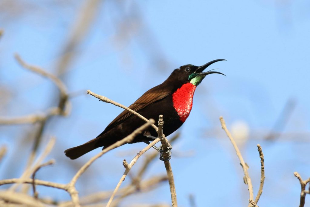 Scarlet-chested sunbird