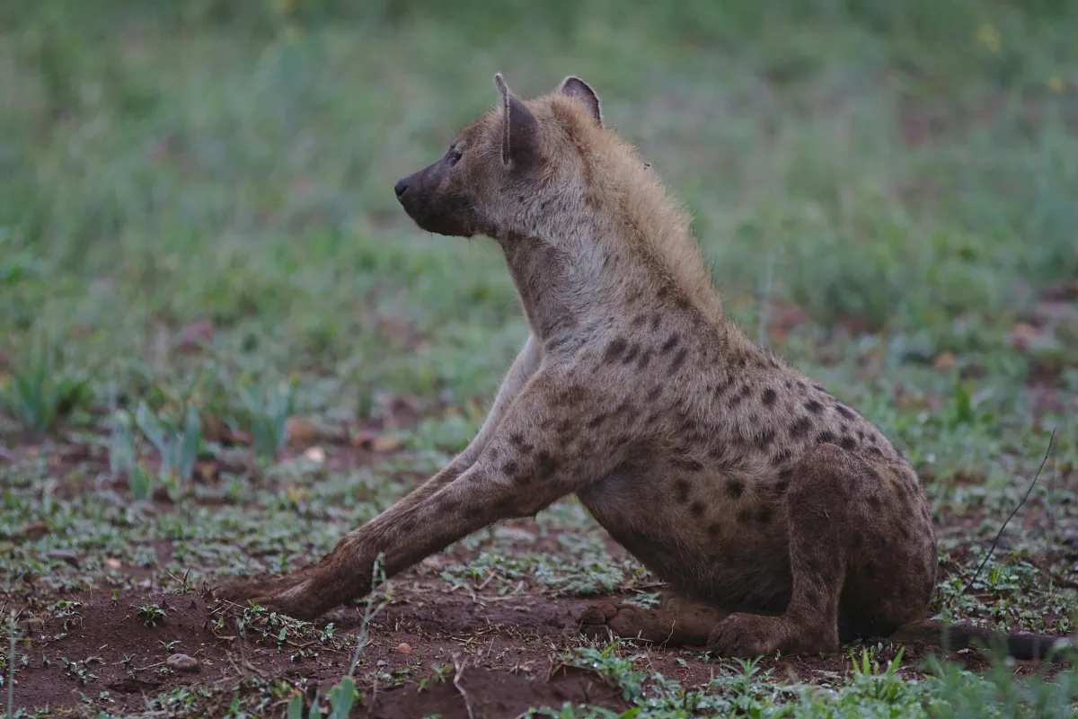 Kruger National Park — Spotted hyena at first light.