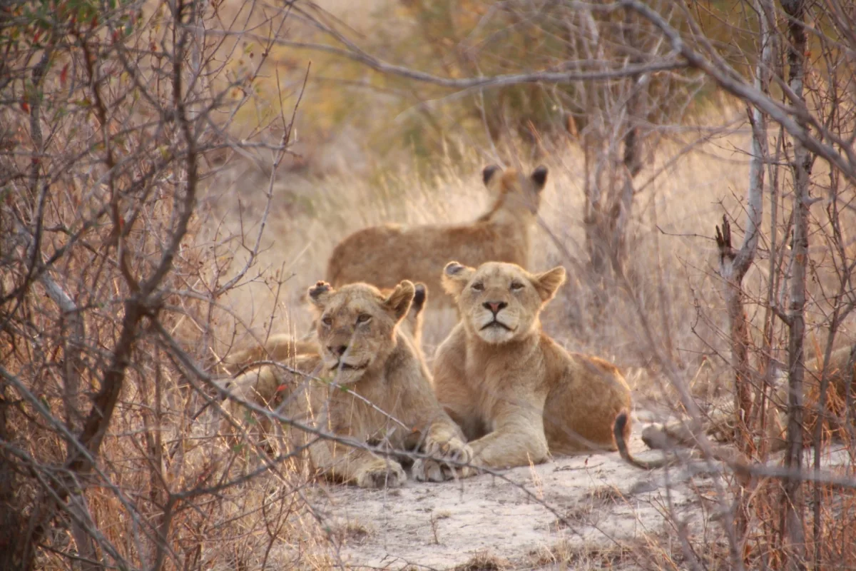 Kruger National Park — Young lions lying up in the shade.