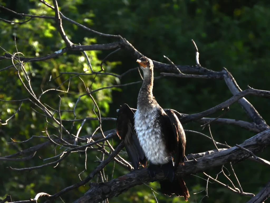 A reed cormorant drying its wings on a dead branch