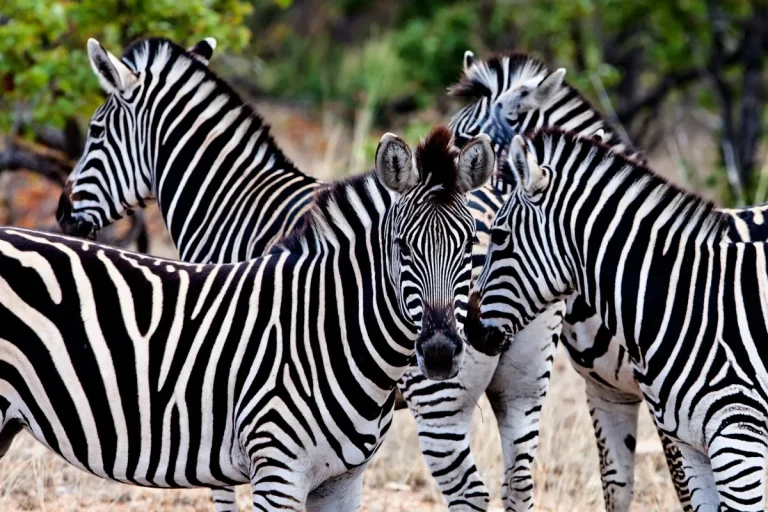Day 3: On to Hwange National Park