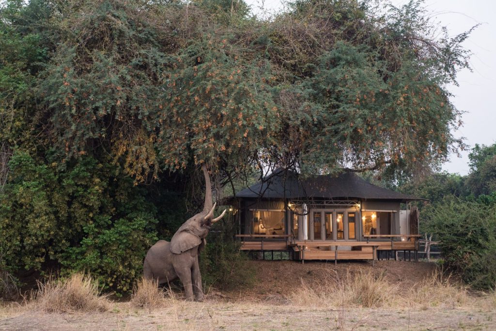 Elephant beside a tent at Chikwenya Camp