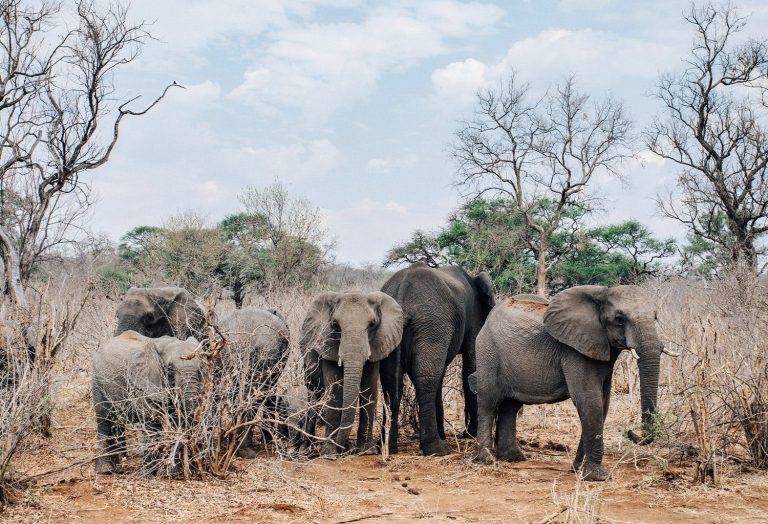 Elephants on the reserve at Matetsi Victoria Falls