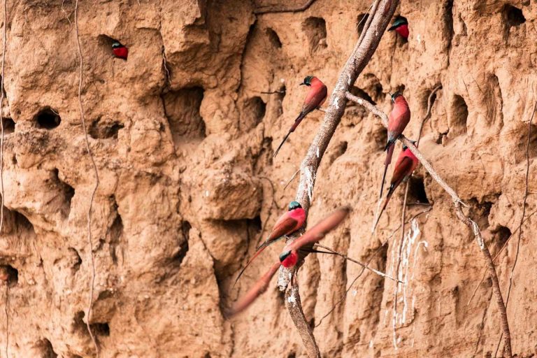 Carmine bee-eaters on the riverbank at Ruckomechi Camp