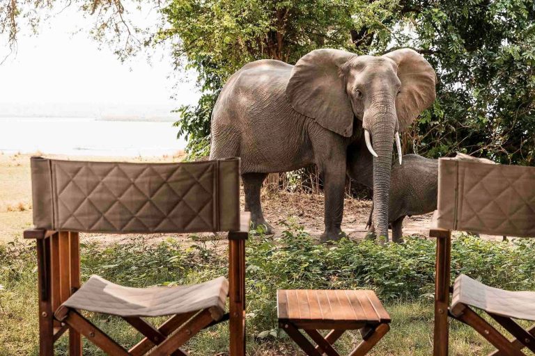 Elephant beside the camp at Ruckomechi Camp
