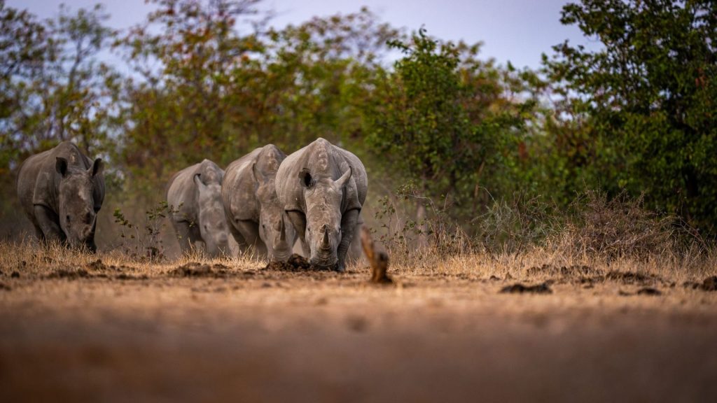 Singita Pamushana: White rhino