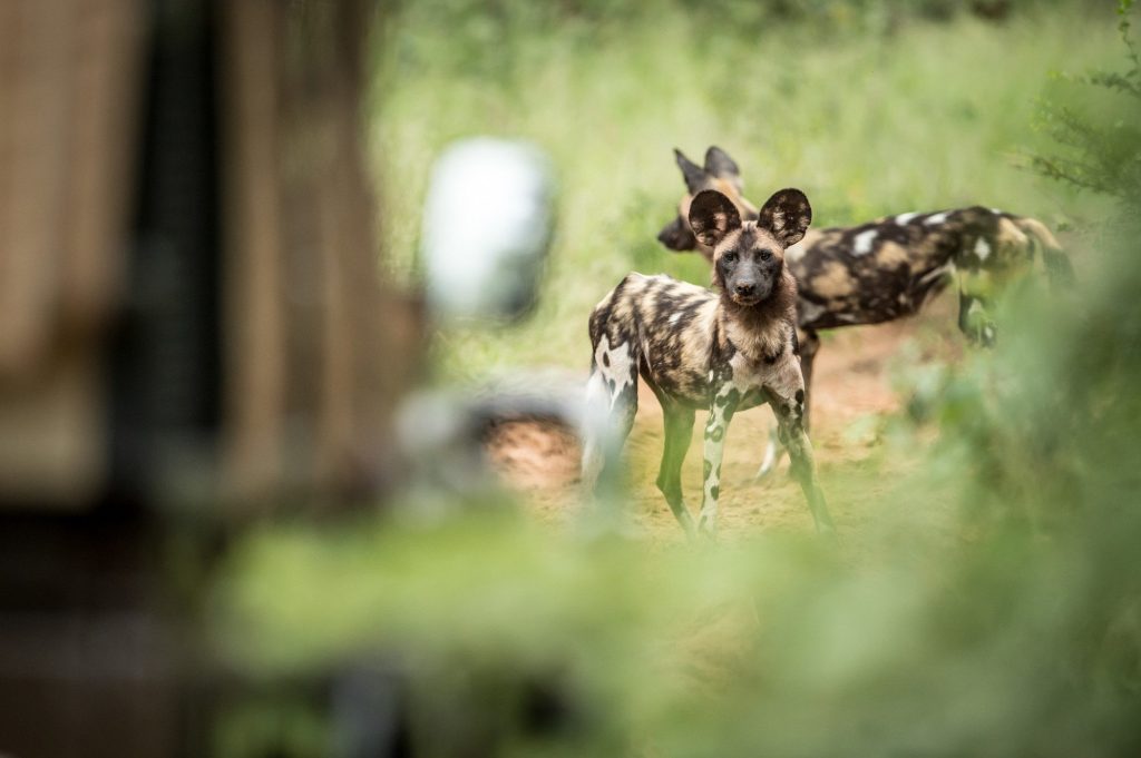 Singita Pamushana: Wild dog