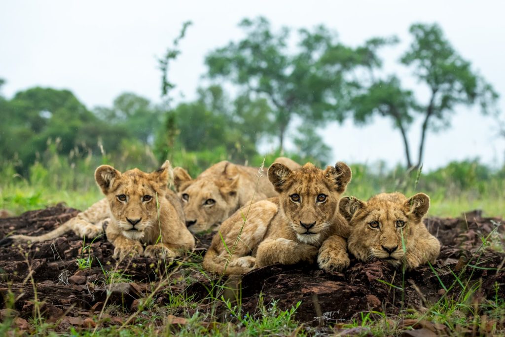 Singita Sweni Lodge: Lion cubs