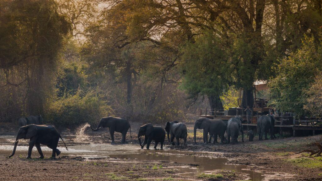 Elephants gathering at Kanga Pan in the woodland of Mana Pools
